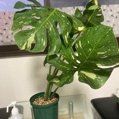 モンステラ　タイコン　