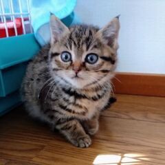 生後1ヶ月半　ルルちゃん里親募集