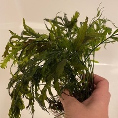 引越しの為、水草売り出し