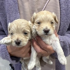 豆柴、トイプードル、マルプー　ご家族様募集中 − 岡山県