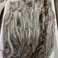 シガヤー餌用🐙
【餌用】の画像