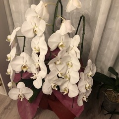 【花つき】胡蝶蘭 3本仕立て