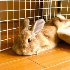 うさぎ(1才)