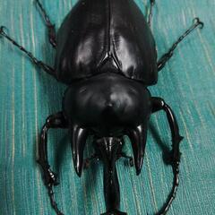 (値引き)レックスゾウカブト 大型ペア ♂117.7mm  ♀81.3mm