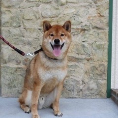 『再掲載』柴犬　オス 5才　オスワリ、フセ、マテは完璧