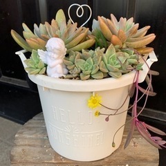 多肉植物寄せ植え(6号鉢、天使のトイ)