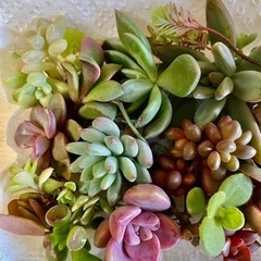 多肉植物 リメイク缶  - 鹿児島市