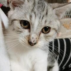 譲渡決定しました_(..)_ありがとうございます(*^-^)