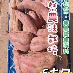 〚自然農法〛BIGサイズ紅あずま5キロ