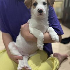保護っ子ツクモくんのファミリー募集（川口市） - 犬