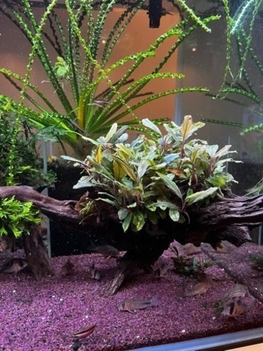 値下げブセ大量付き流木(熱帯魚水槽、めだ、金魚)