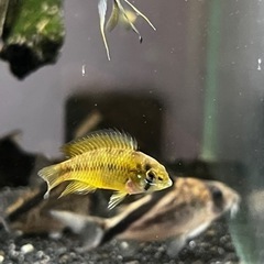 ボレリーオパール(熱帯魚水槽)の画像