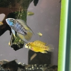 ボレリーオパール(熱帯魚水槽)