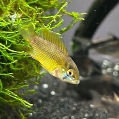ボレリーオパール(熱帯魚水槽)の画像