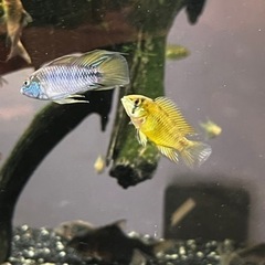 ボレリーオパール(熱帯魚水槽)の画像