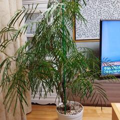 観葉植物　　エバーフレッシュ