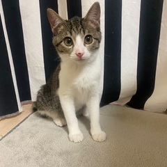 山の中に置き去りにされた子猫☆バニラ　メス　４ヶ月