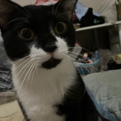 大切に飼ってくれる方 - 里親募集