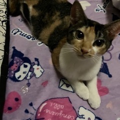 大切に飼ってくれる方 − 東京都
