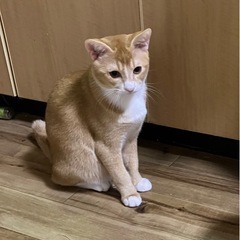 大切に飼ってくれる方 - 西東京市