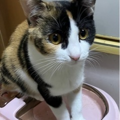 大切に飼ってくれる方 - 猫