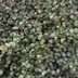 ランキングキーワードに紐づく投稿画像-観葉植物