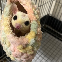 フクロモモンガ ♂1歳〜　リューシ、プラチナ