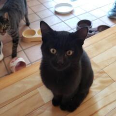 くろねこ