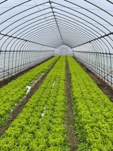 レタス　オークリーフ　リーフレタス　大量購入者希望