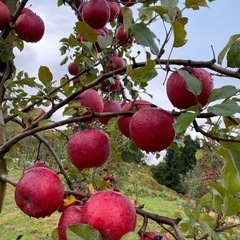 秋田県産りんご★紅秋光【訳あり】10個
