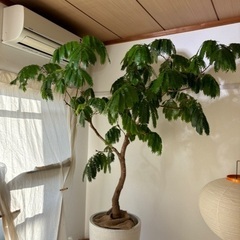 エバーフレッシュ　観葉植物　幹太