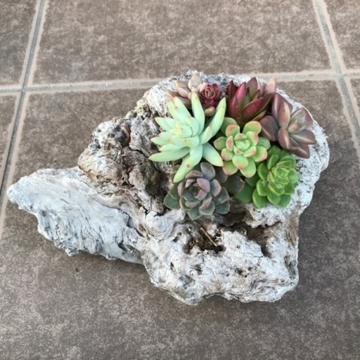 流木多肉植物