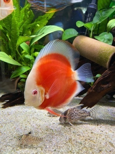 ディスカス　2匹　セット　12センチ