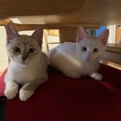 仲良しきょうだい子猫