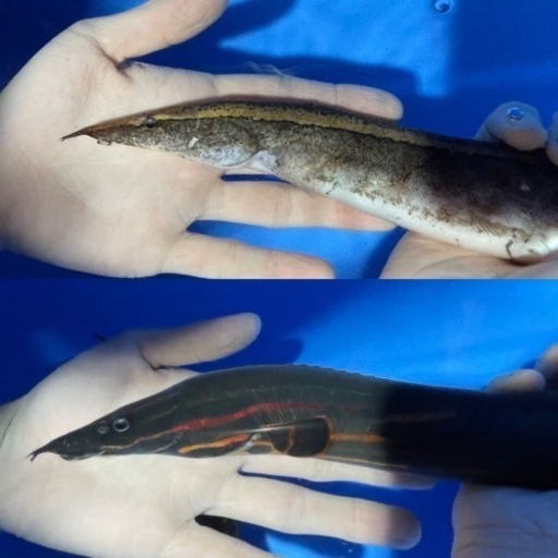 ⬇️最終値下げ12,000円→10,000円⬇️?熱帯魚?スパイニーイールx２種セット?