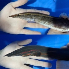 ⬇️最終値下げ12,000円→10,000円⬇️🐟熱帯魚🐠スパイ...