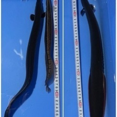 ⬇️最終値下げ12,000円→10,000円⬇️🐟熱帯魚🐠スパイニーイールx２種セット🐟の画像