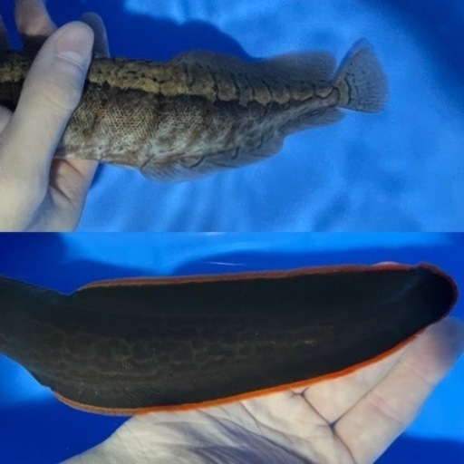 ⬇️最終値下げ12,000円→10,000円⬇️?熱帯魚?スパイニーイールx２種セット?