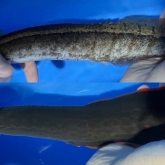 ⬇️最終値下げ12,000円→10,000円⬇️🐟熱帯魚🐠スパイニーイールx２種セット🐟の画像