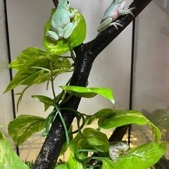 イエアメガエルの画像