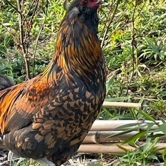 アローカナ　オス