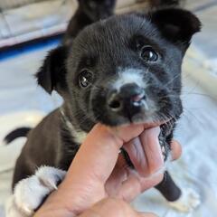 【カボス】保護犬雑種子犬里親募集中! - 里親募集