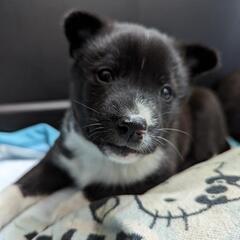 【カボス】保護犬雑種子犬里親募集中!