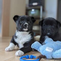 【カボス】保護犬雑種子犬里親募集中! − 北海道