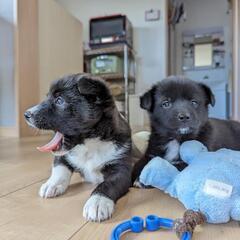 【サツマ】保護犬雑種子犬里親募集中! − 北海道