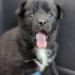 【サツマ】保護犬雑種子犬里親募集中! - 釧路市