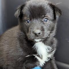 【サツマ】保護犬雑種子犬里親募集中!