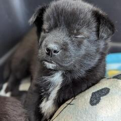 【サツマ】保護犬雑種子犬里親募集中! - 犬