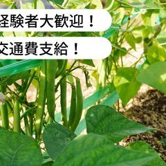 和歌山県日高郡印南町でインゲンの収穫作業等のお仕事！【単発/短期求人】