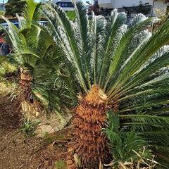 【無料】ソテツ2本の画像